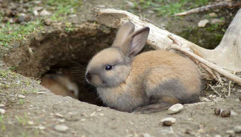 conejo cerca de un agujero