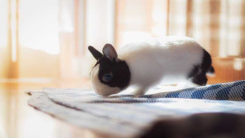 bonito conejo olfatea su casa