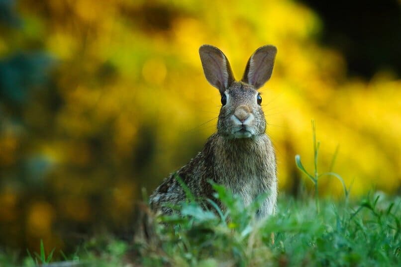 si tu conejo no se queda quieto puede tener sarna