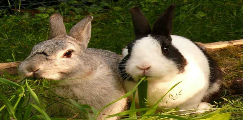 conejos adultos comiendo heno natural