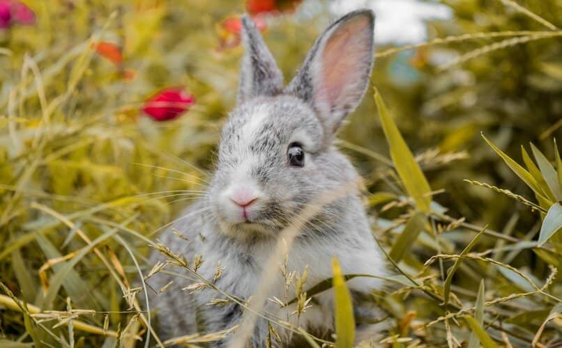 conejo pequeno descansando en la naturaleza