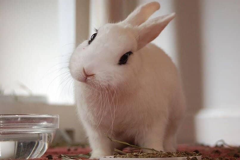 cuidados conejo blanco hotot