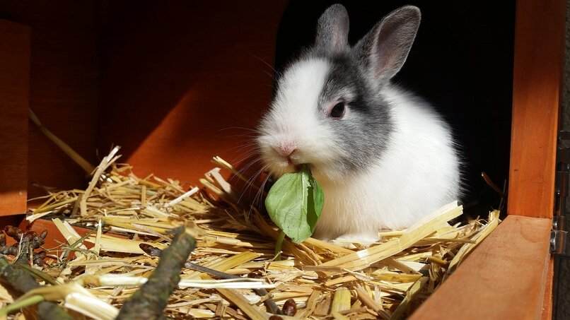 conejo comiendo hoja