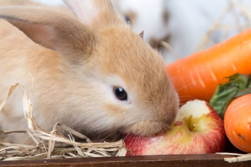 Q verduras comen los conejos