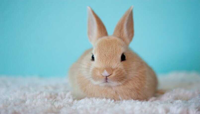 pequeno conejo marron