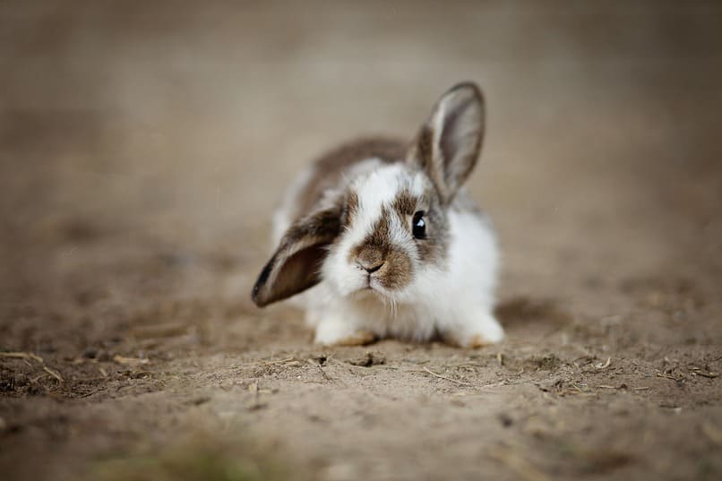 llevar al veterinario a tu conejo puede ser una solucion