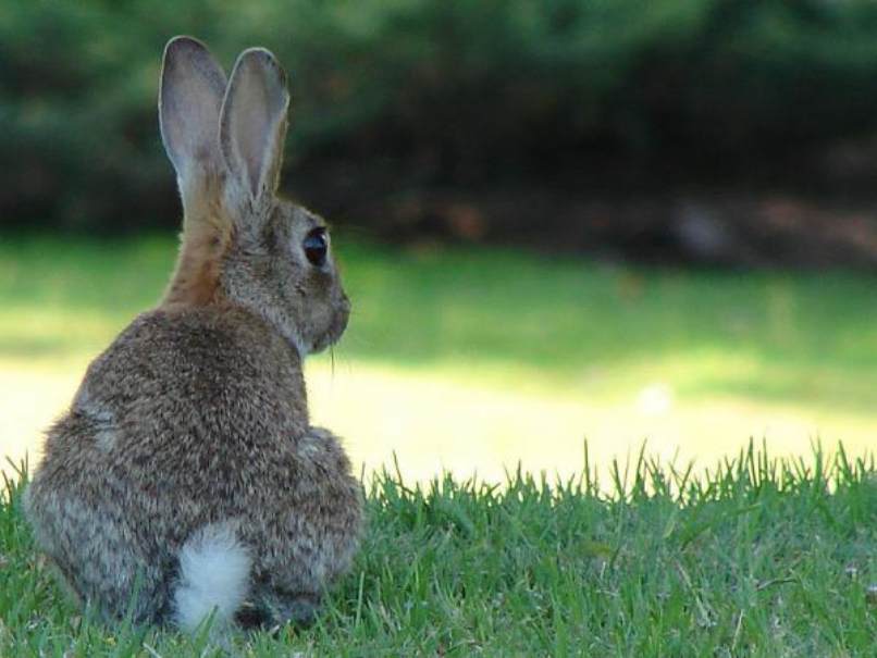 conejo domestico saludable