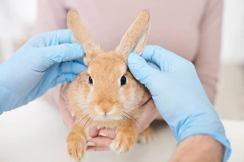 conejo en veterinario