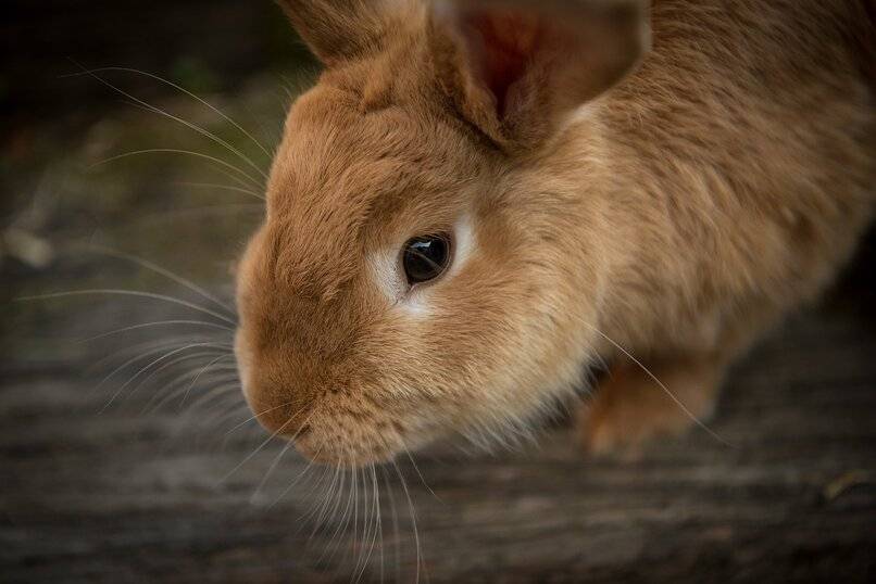 conejo perfil marron