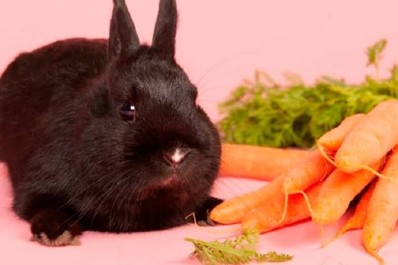 conejo negro zanahoria