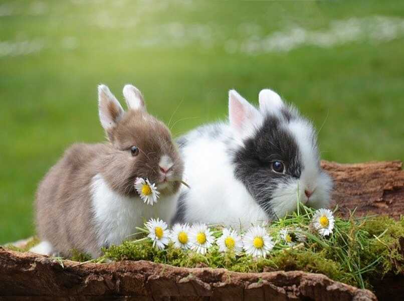 conejos huelen flores