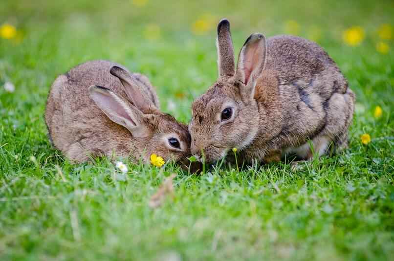 dos conejos en el prado