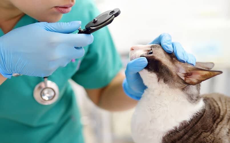 consulta veterinaria gato