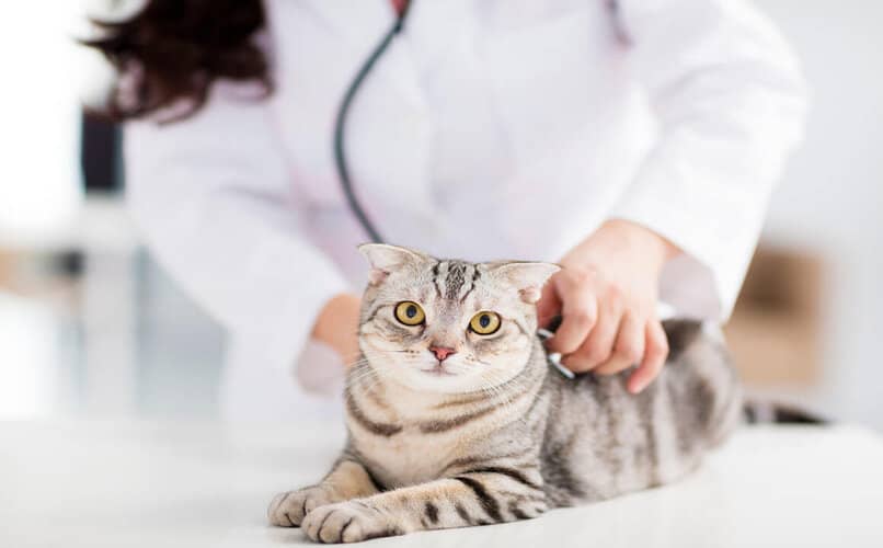 convulsiones revision veterinaria