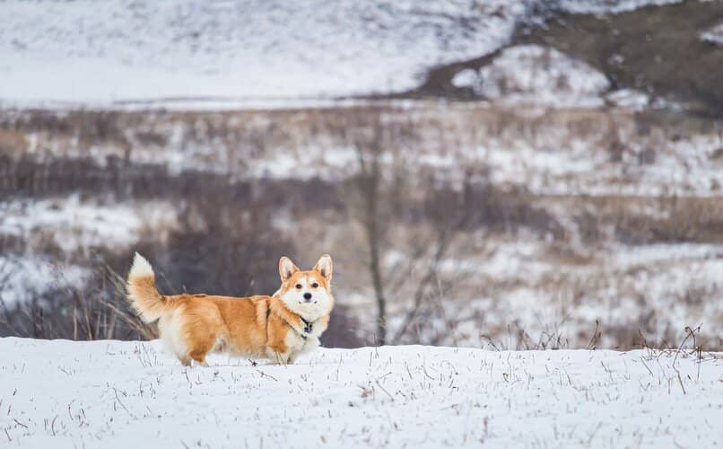 perro caminando sobre la nieve