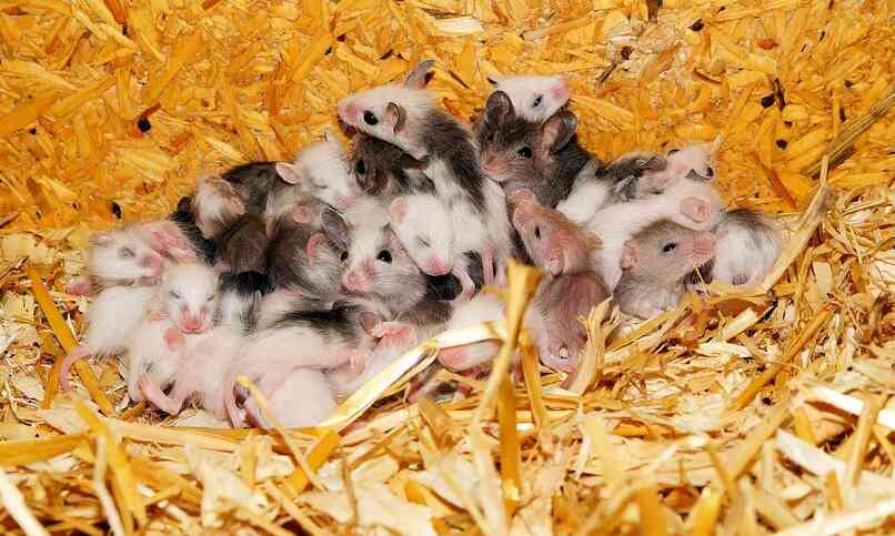 ratones crias pequeños muchos
