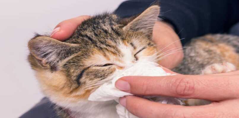cuidados a un gatito con gripe