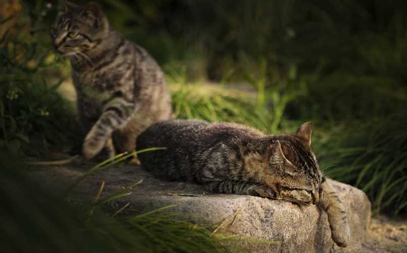 gatitos abandonados en la naturaleza