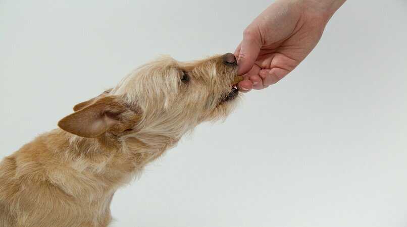 perro de color beige recibiendo una golosina