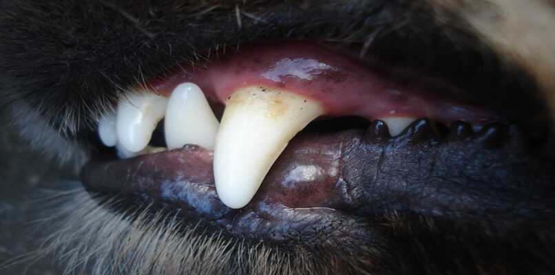 dentadura canina incisivos y caninos