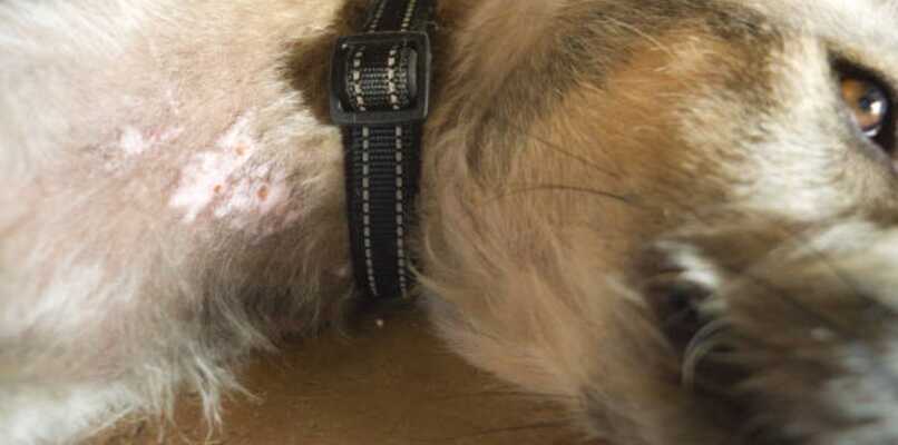 dermatitis en el cuello de un perro