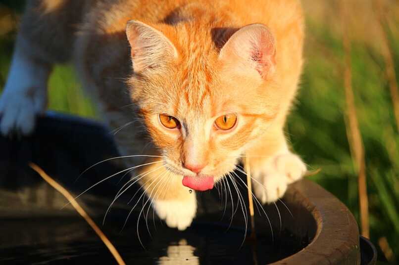 gato quiere tomar agua