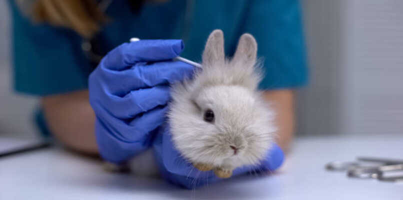 revision y desparasitacion de conejo en una veterinaria