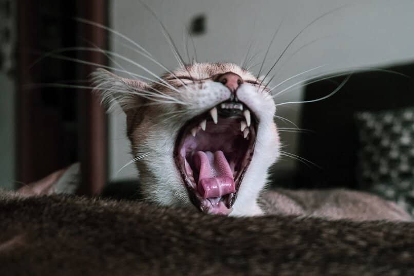 dentadura gato joven