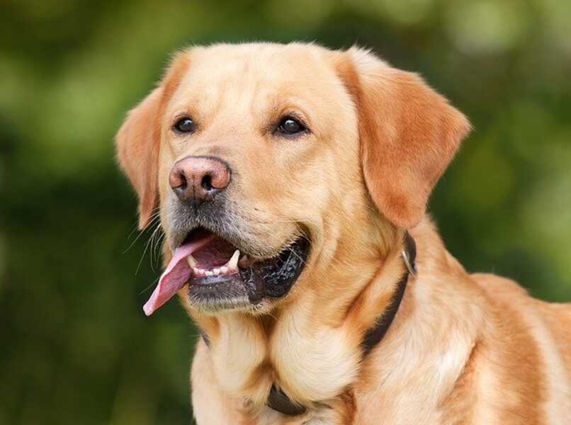 canino muestra sus dientes