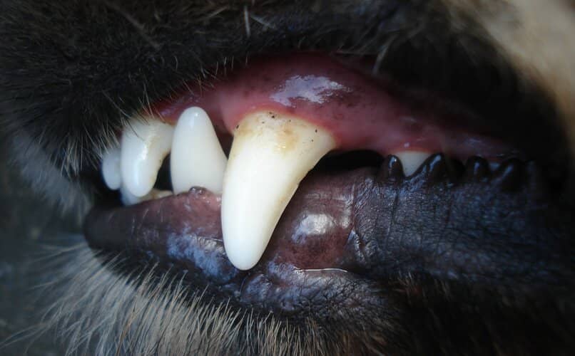 limpieza de dientes del bullmastiff