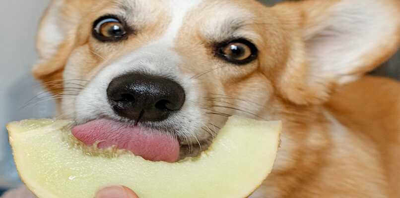 perro comiendo manzana
