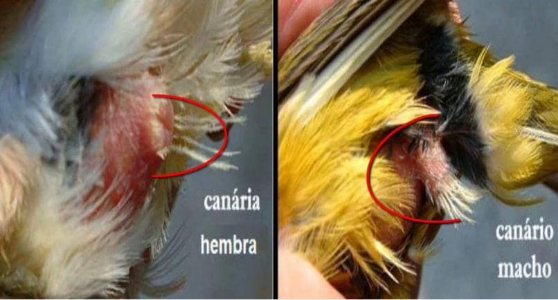diferencias anatomicas entre canarios machos y hembras
