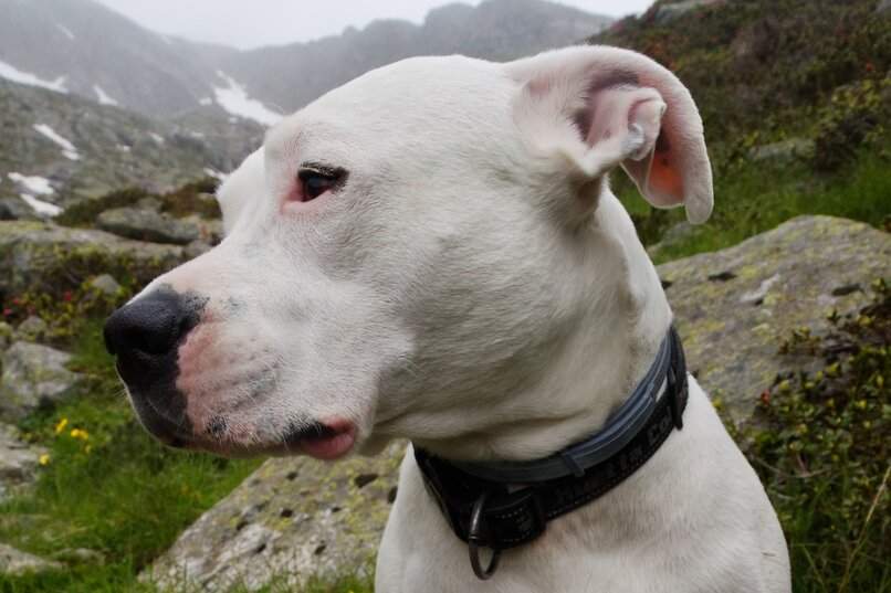 perro blanco perfil