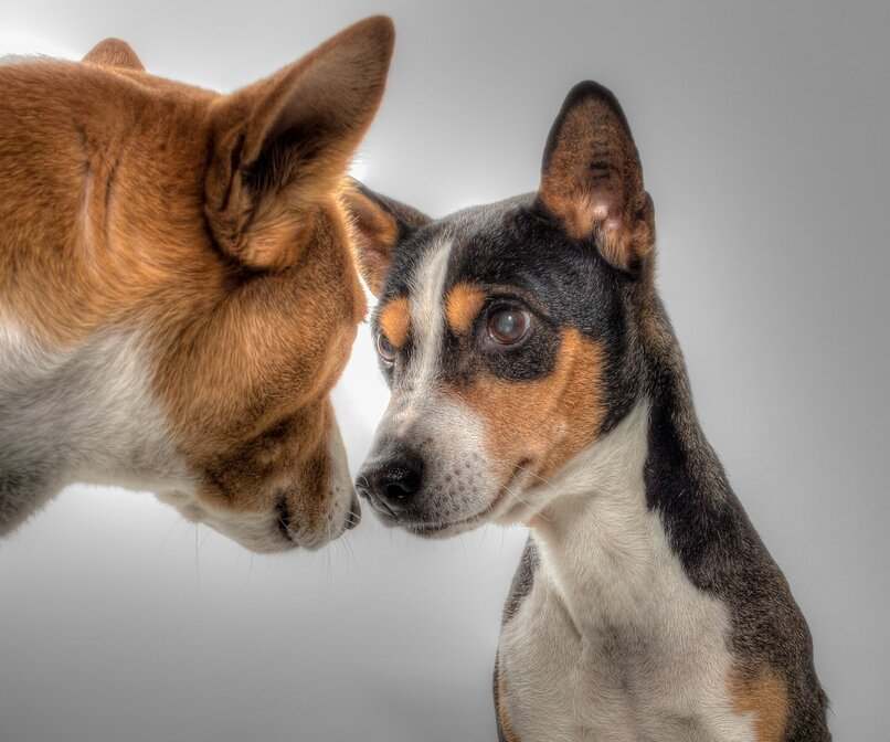 dos perros encuentro
