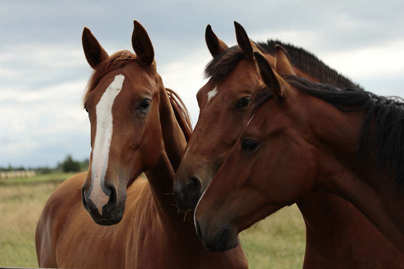 tres caballos juntos