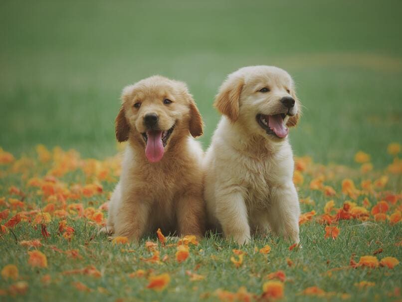cachorros en grama