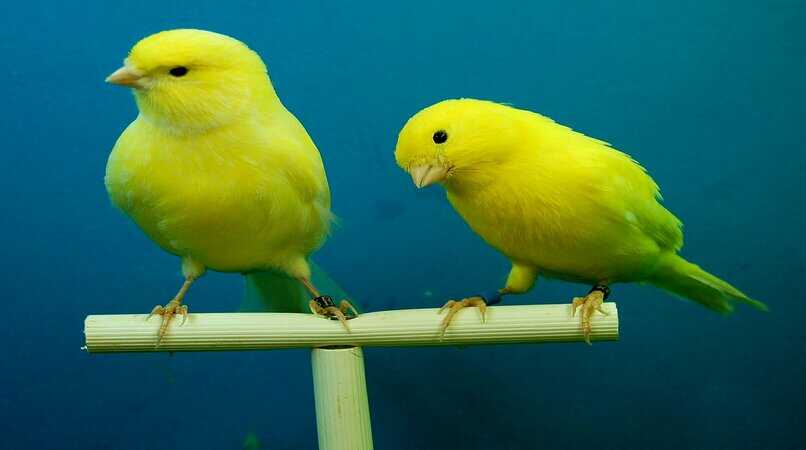 dos canarios amarillos juntos