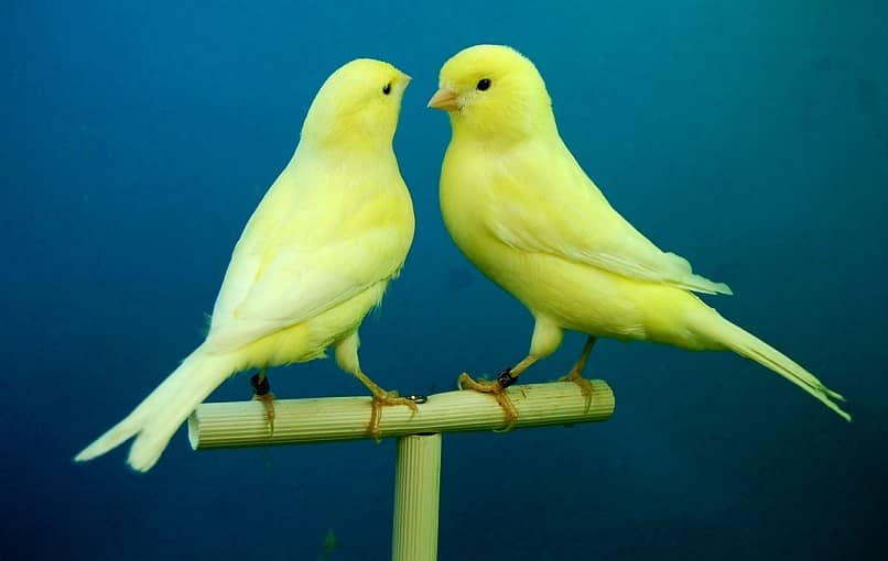 dos canarios juntos