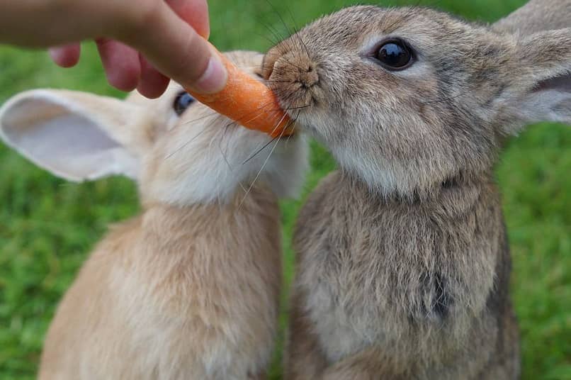 conejos comiendo zanahoria