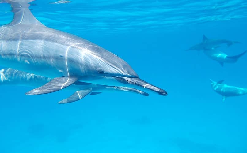 delfines en el mar