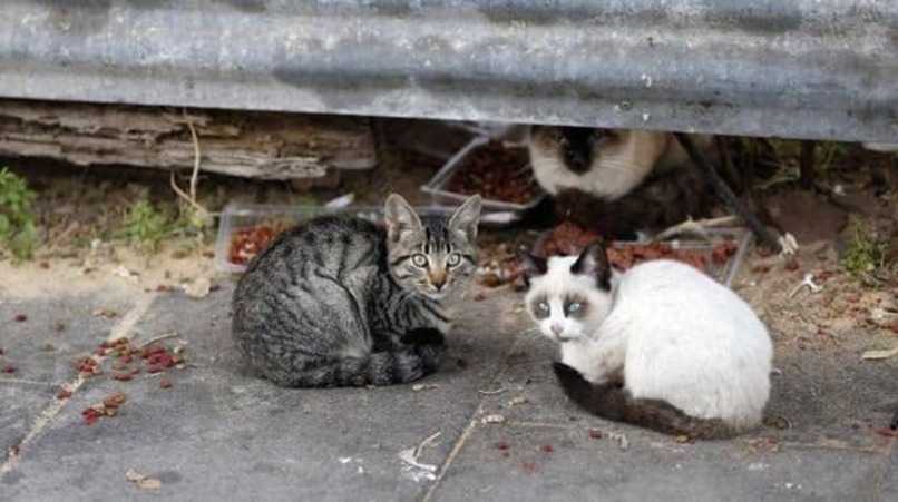 gatos callejeros comiendo