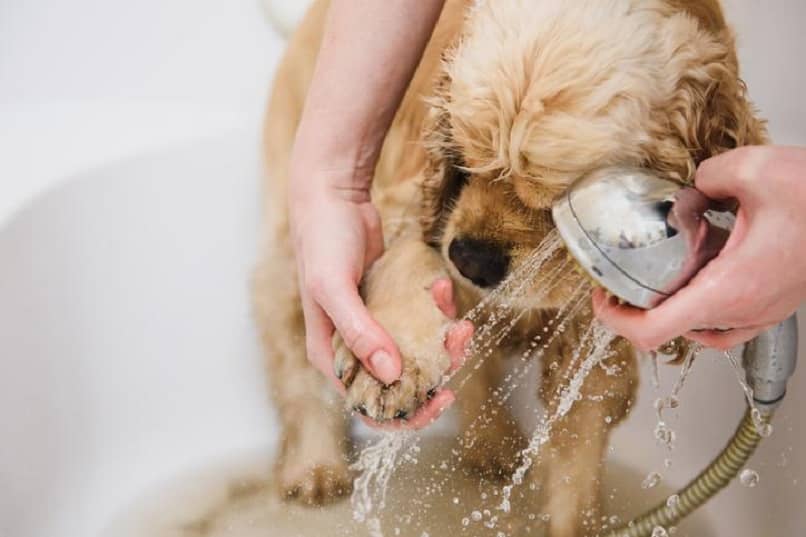 duchar perro limpieza