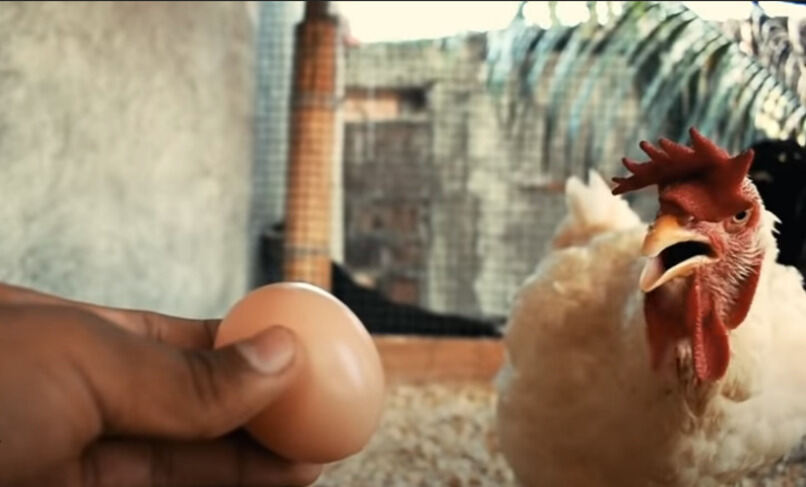 persona retirando huevo a gallina
