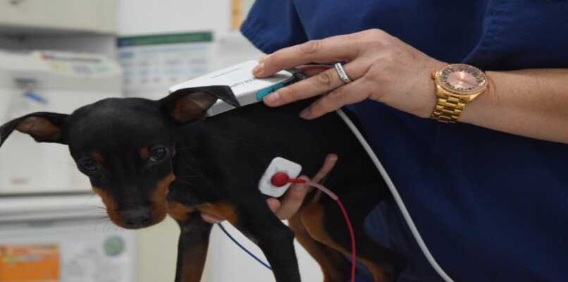 ecocardiograma aplicado a un perro