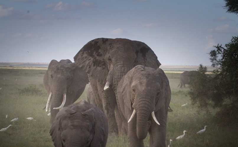 elefantes caminando en grupo
