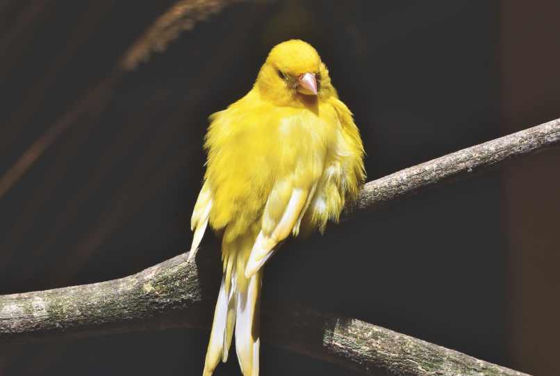 canario amarillo