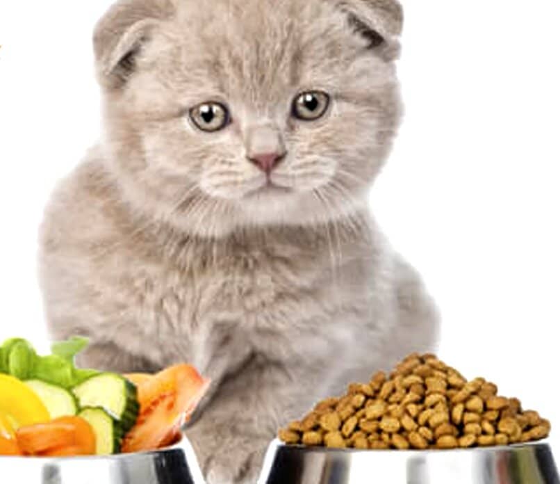 gato disfrutando de verduras y pienso