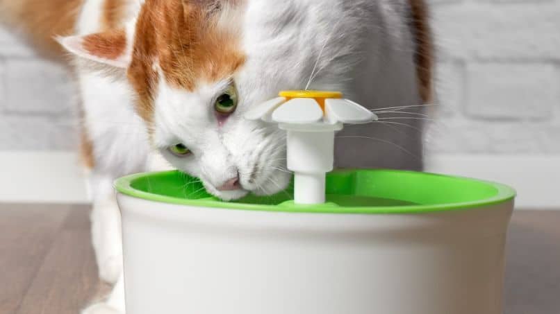 fuente agua para gato