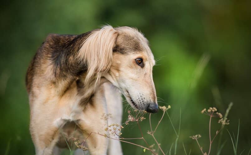 perro galgo persa en la naturaleza