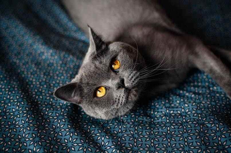 gata acostada en pano azul